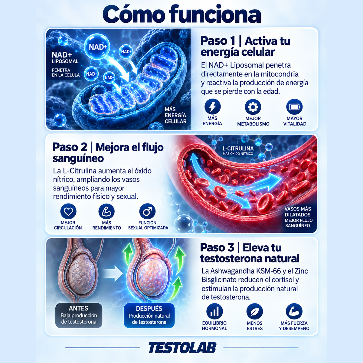 Testolab®—Recupera el control de tu energía